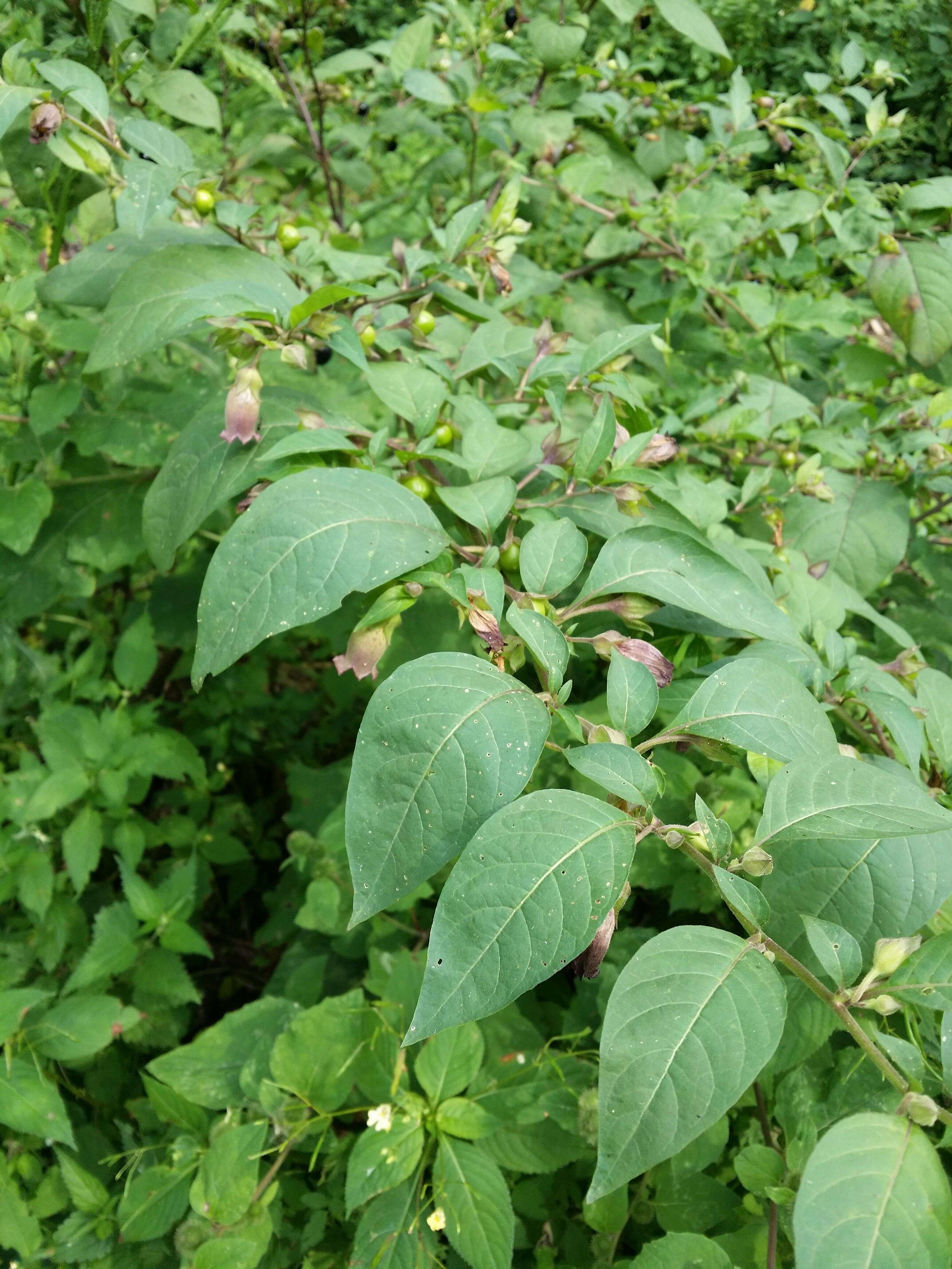 Image of Deadly Nightshade