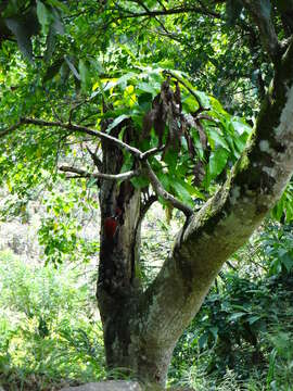 Image of Black-rumped Flameback