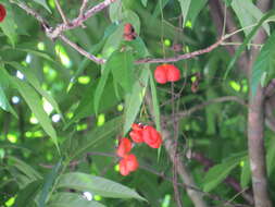 Image of tulip-wood tree