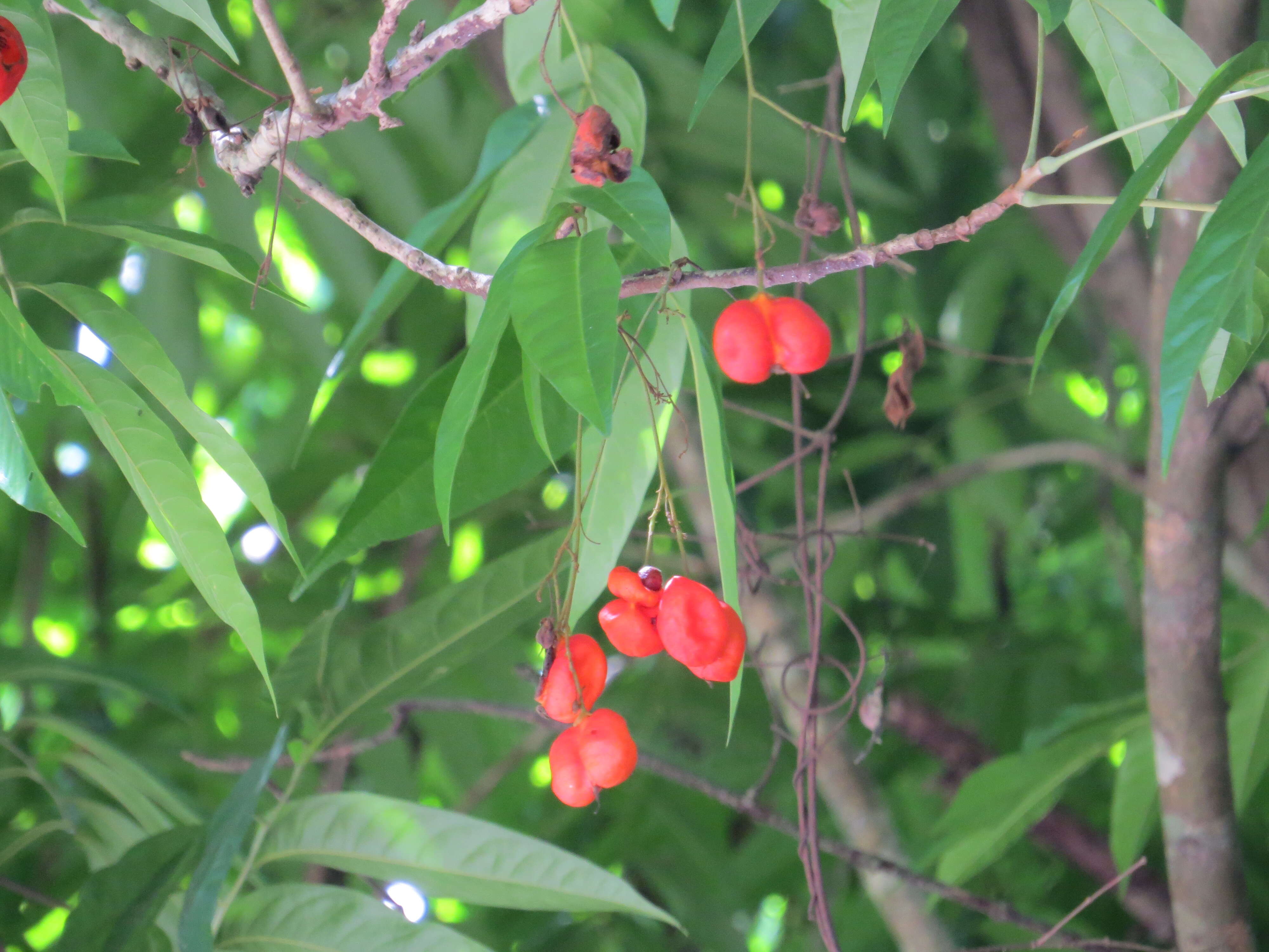 Image of tulip-wood tree