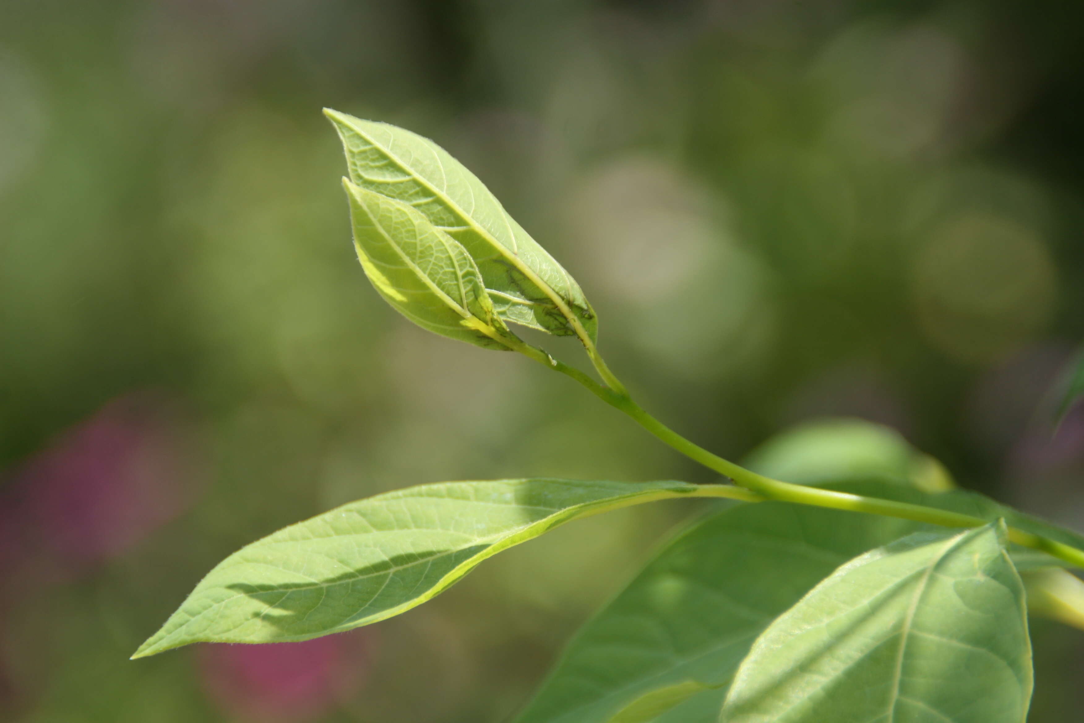 Image of northern spicebush