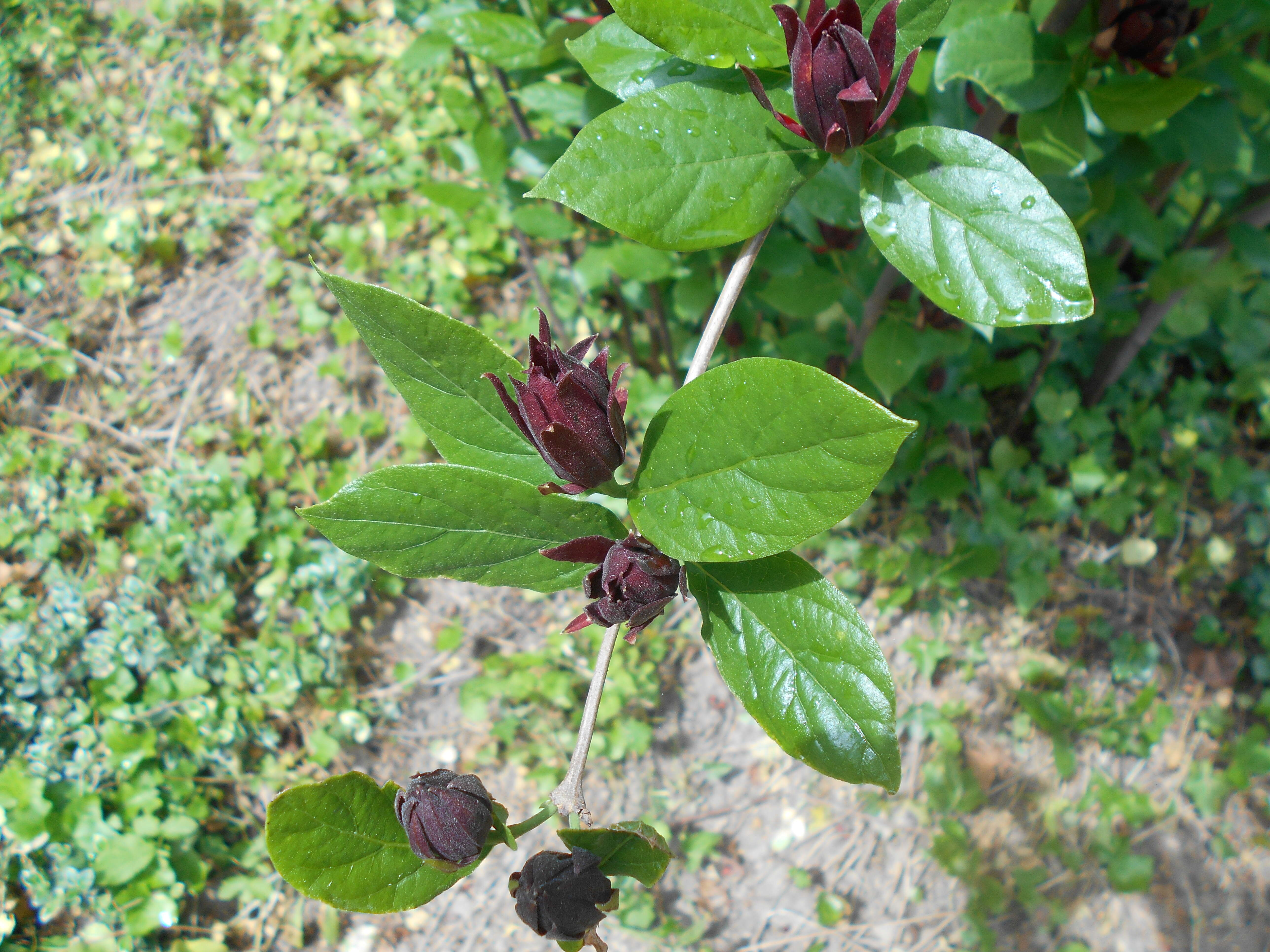 Image de Calycanthus floridus L.