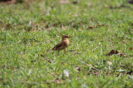 Image of Rufous Hornero