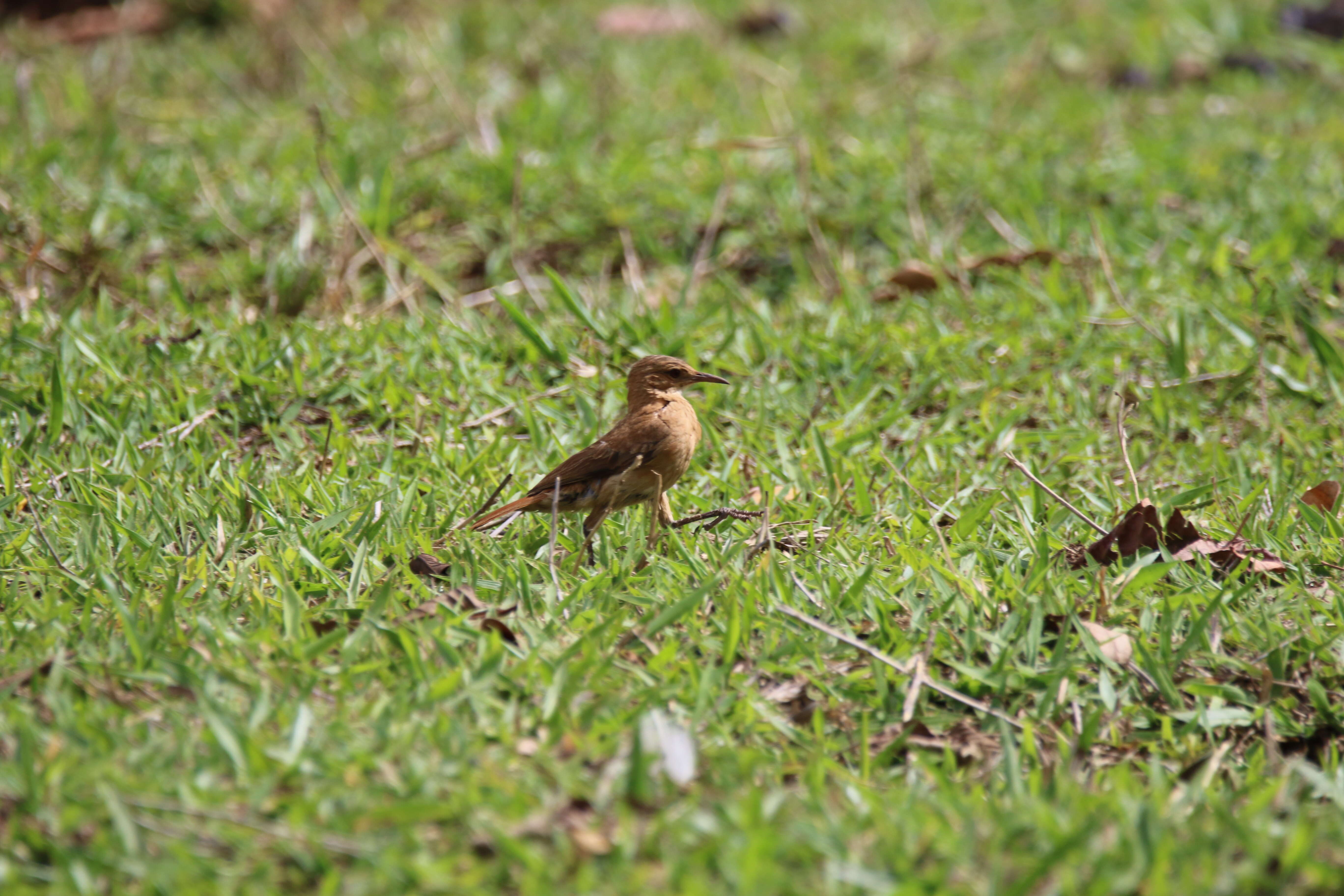 Image of Rufous Hornero