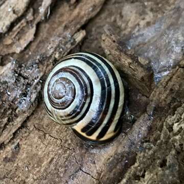 Image of Brown Lipped Snail