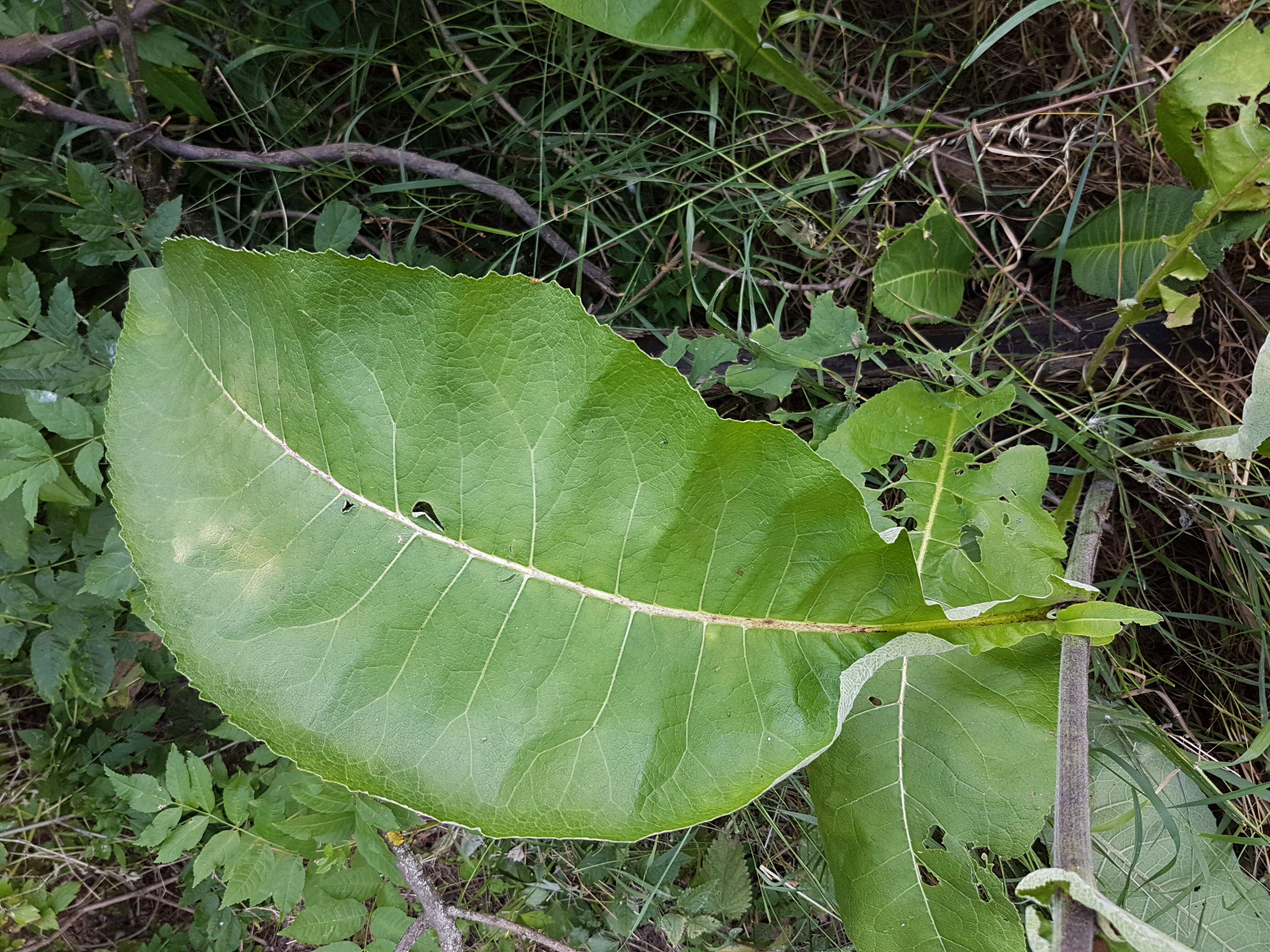 Image of Elecampane