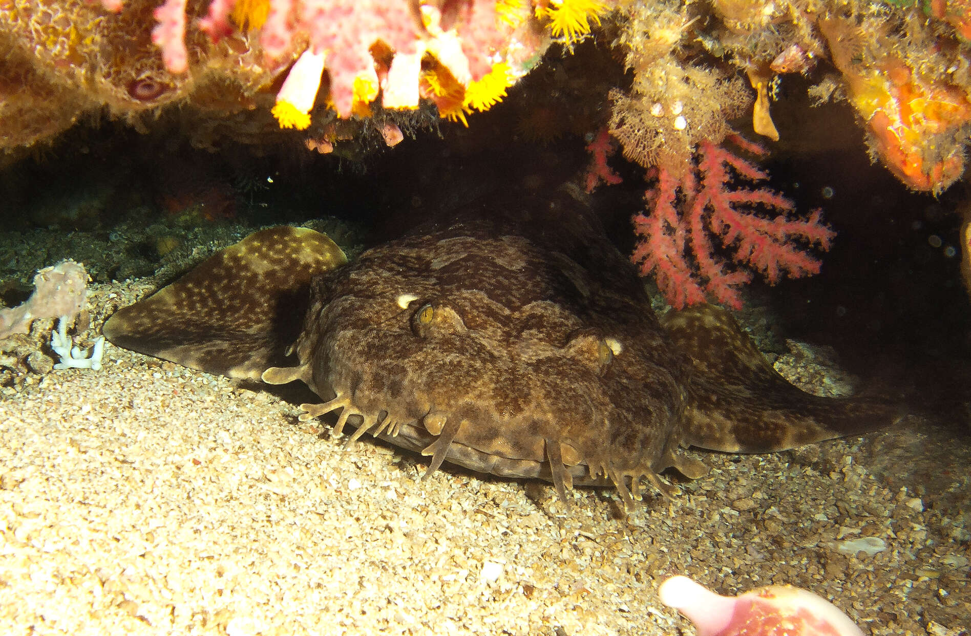 Image of Indonesian wobbegong