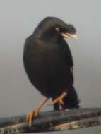 Image of Crested Myna