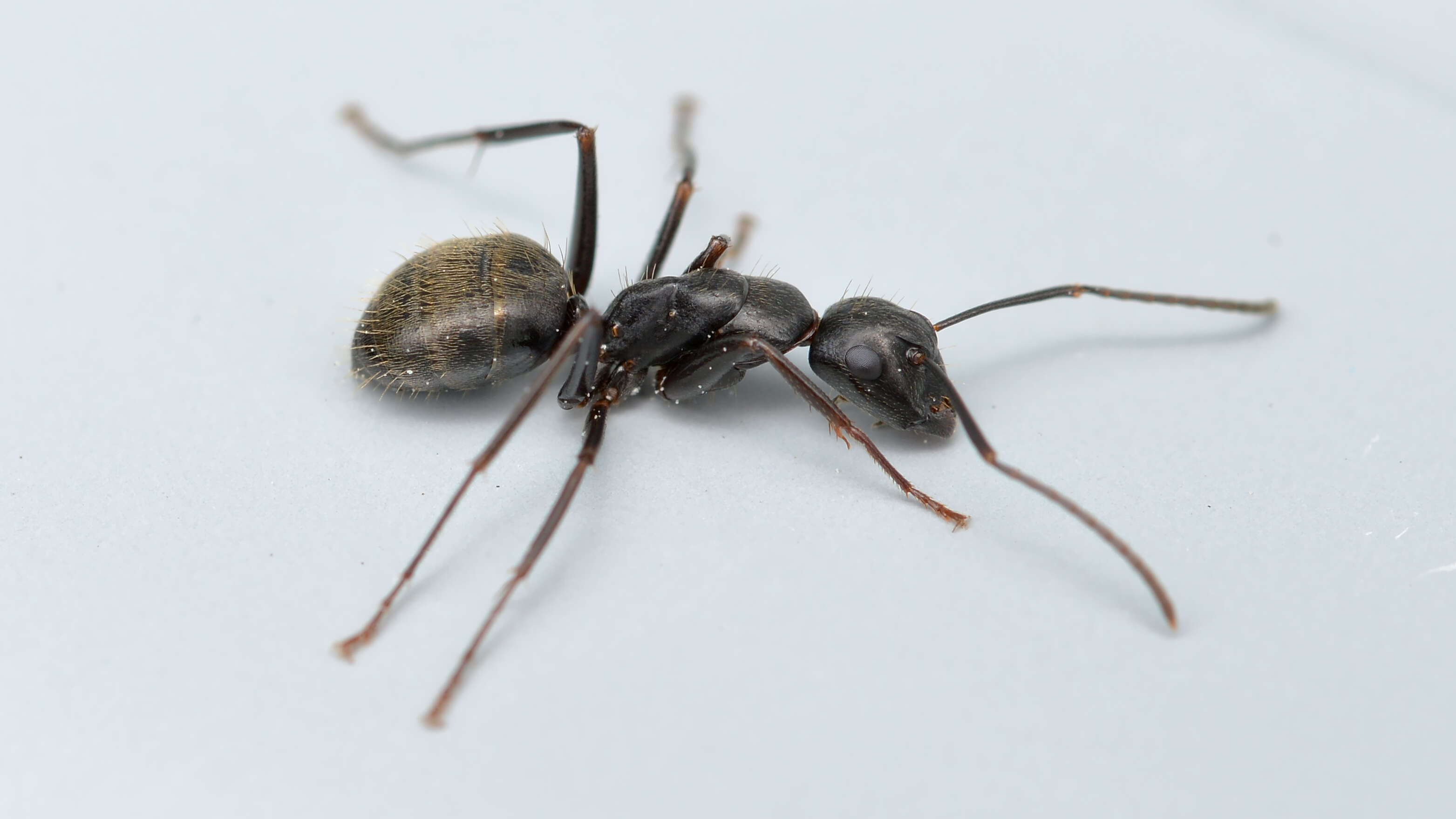 Image of (Eastern) black carpenter ant