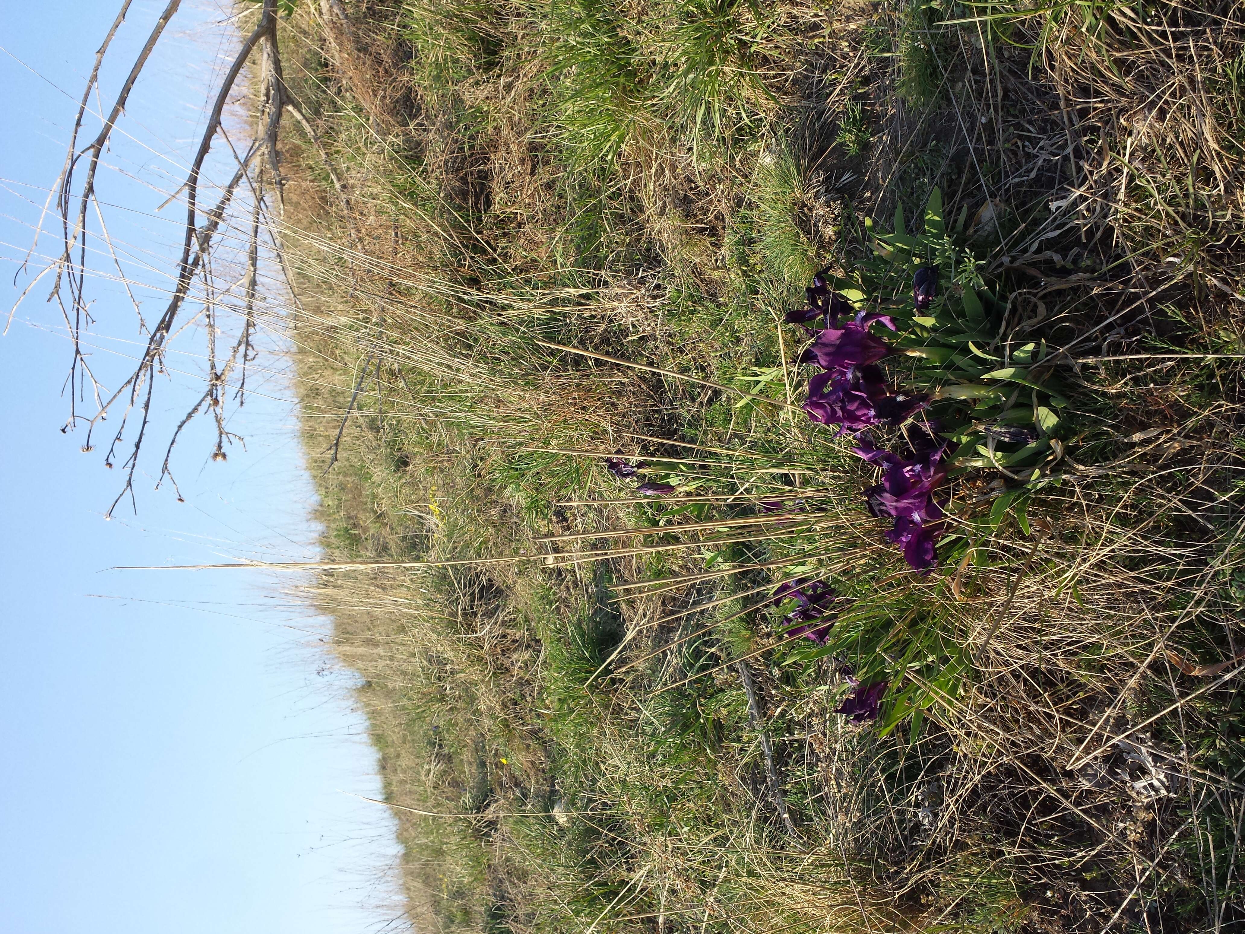 Plancia ëd Iris pumila L.