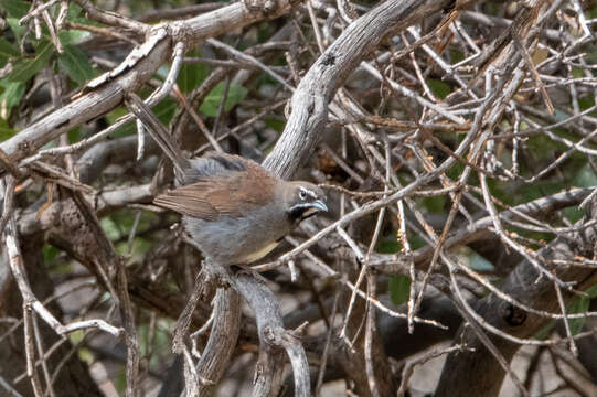 Image of Five-striped Sparrow