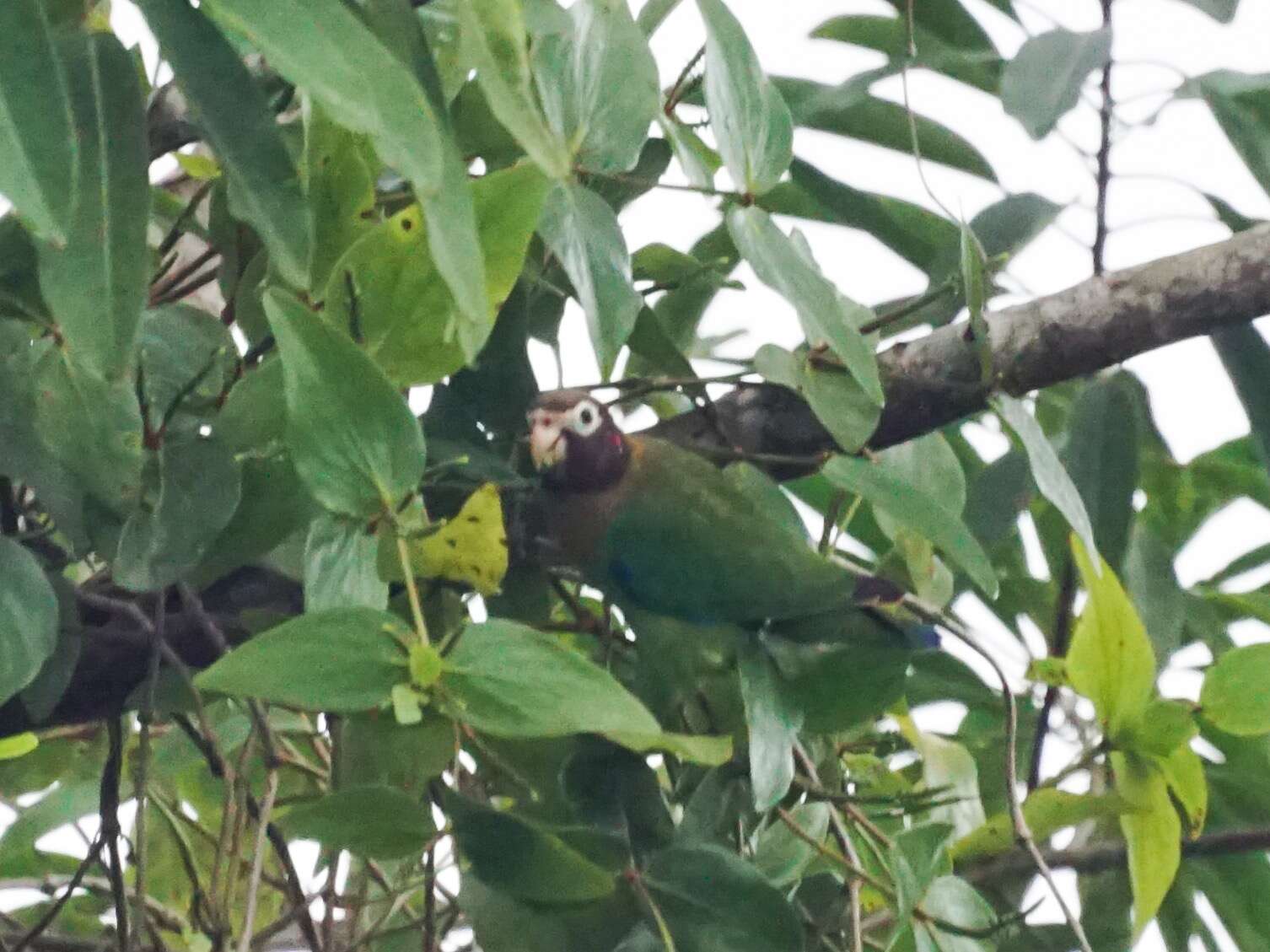 Image of Brown-hooded Parrot