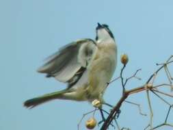 Image of Light-vented Bulbul