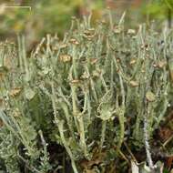 Image of cup lichen