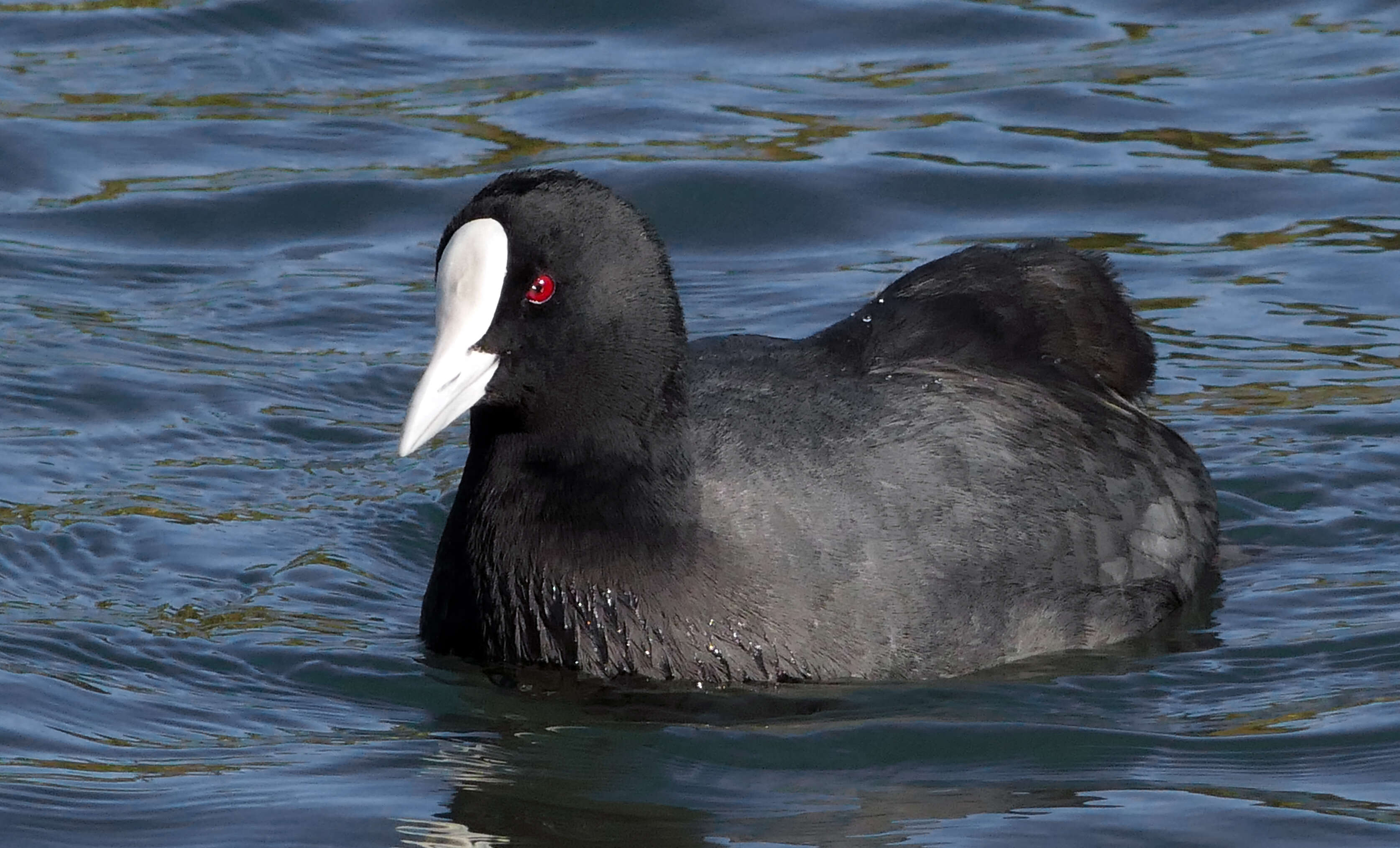 Image of Common Coot