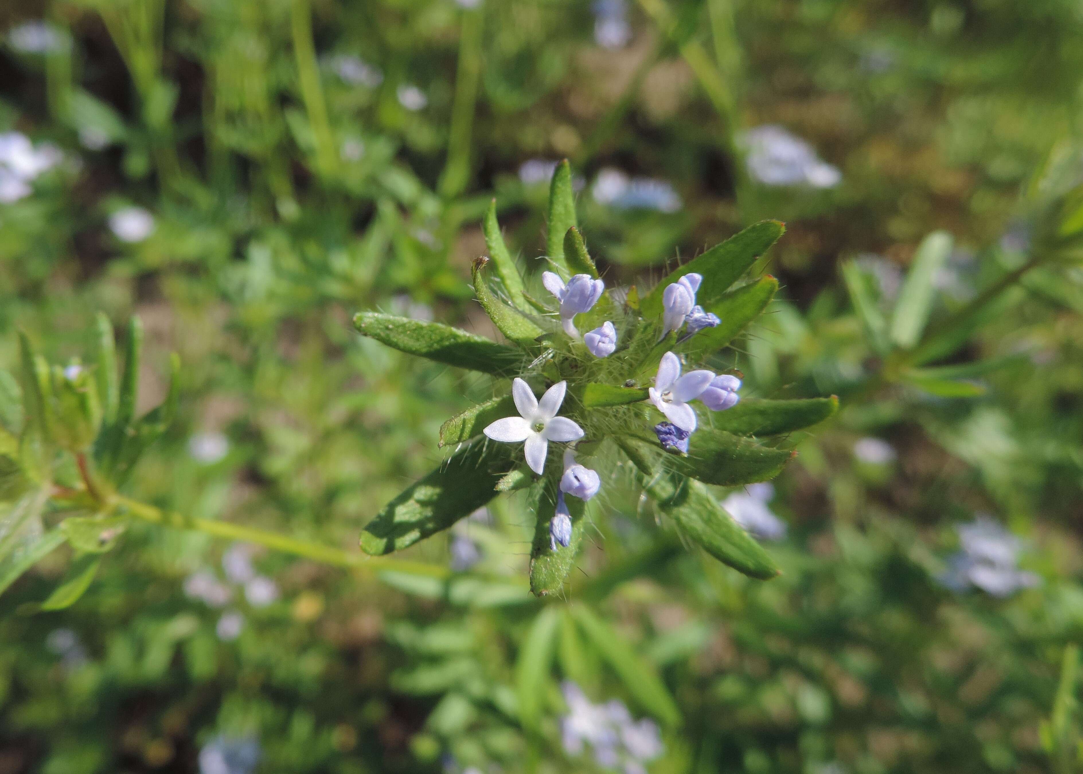 Image de Asperula arvensis L.