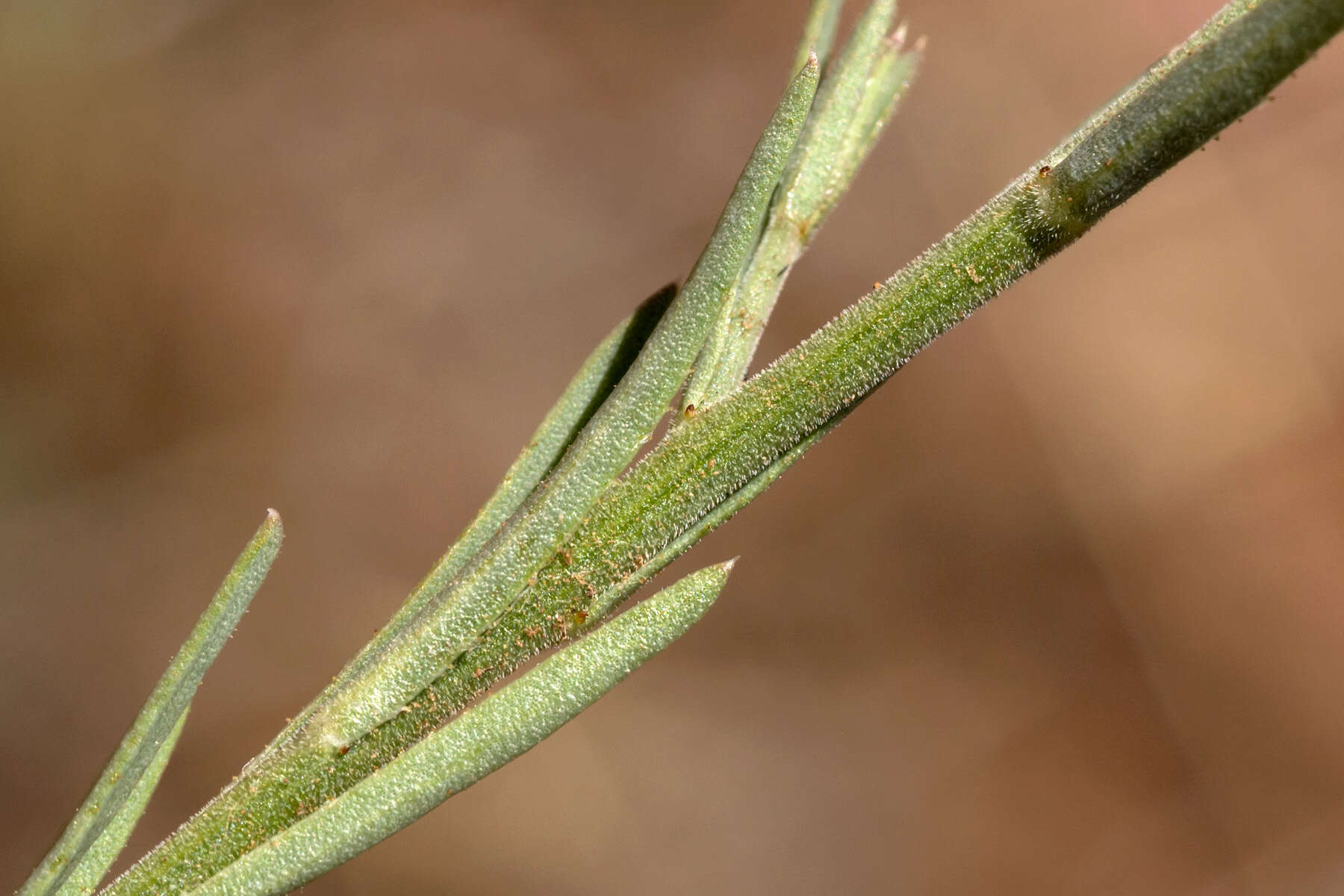 Image of plains flax