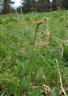 Image of broad-leaved cottongrass