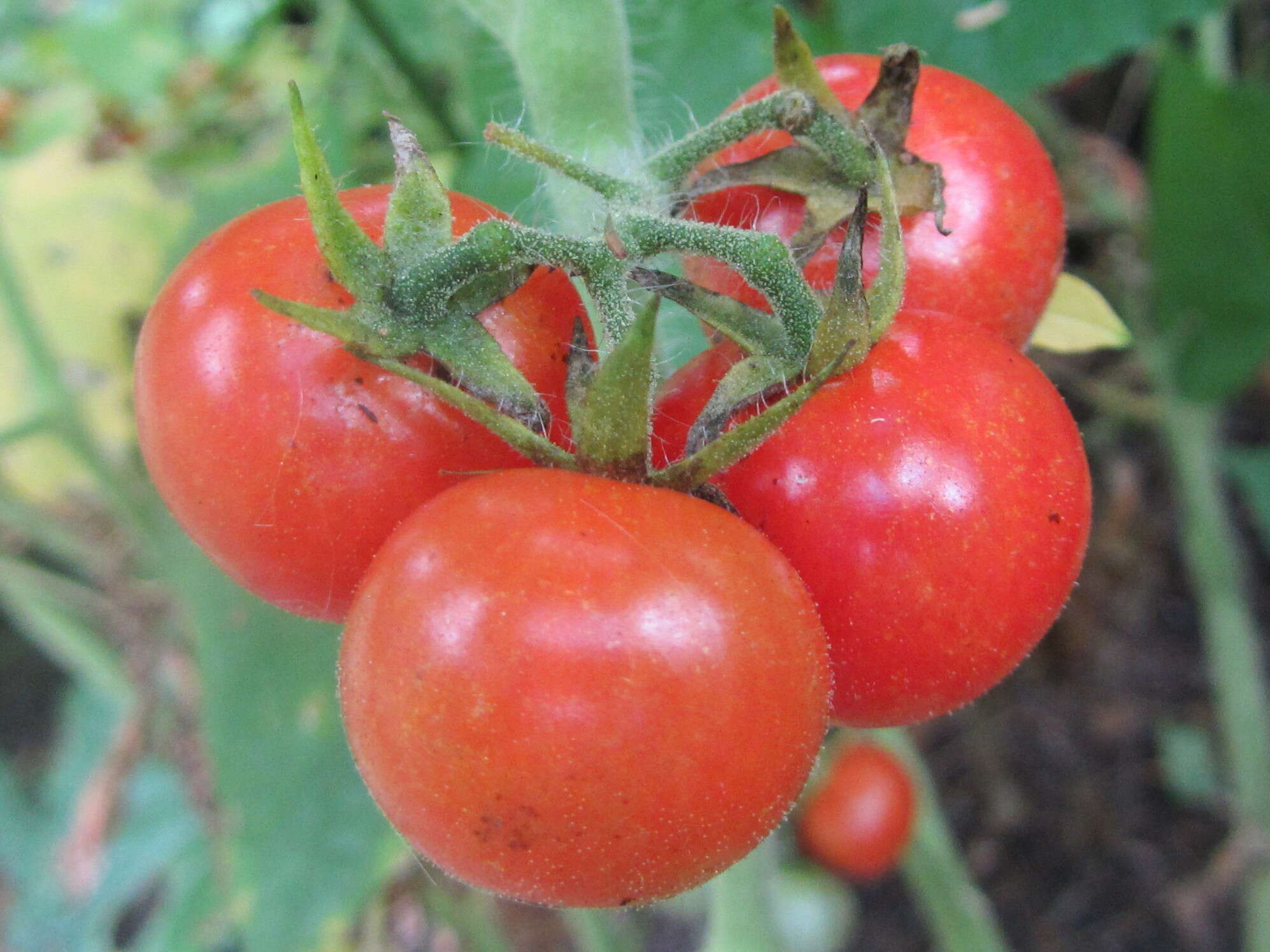 Image of Solanum lycopersicum var. cerasiforme