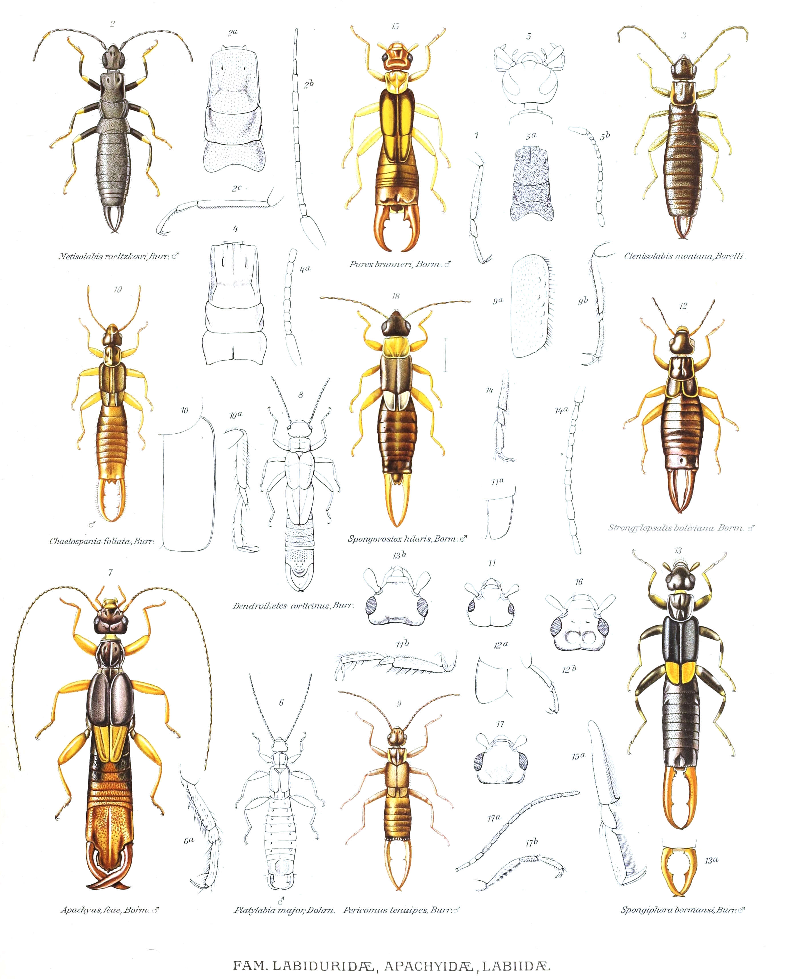 Image of earwigs