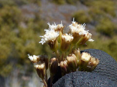 Image of spreading snakeroot