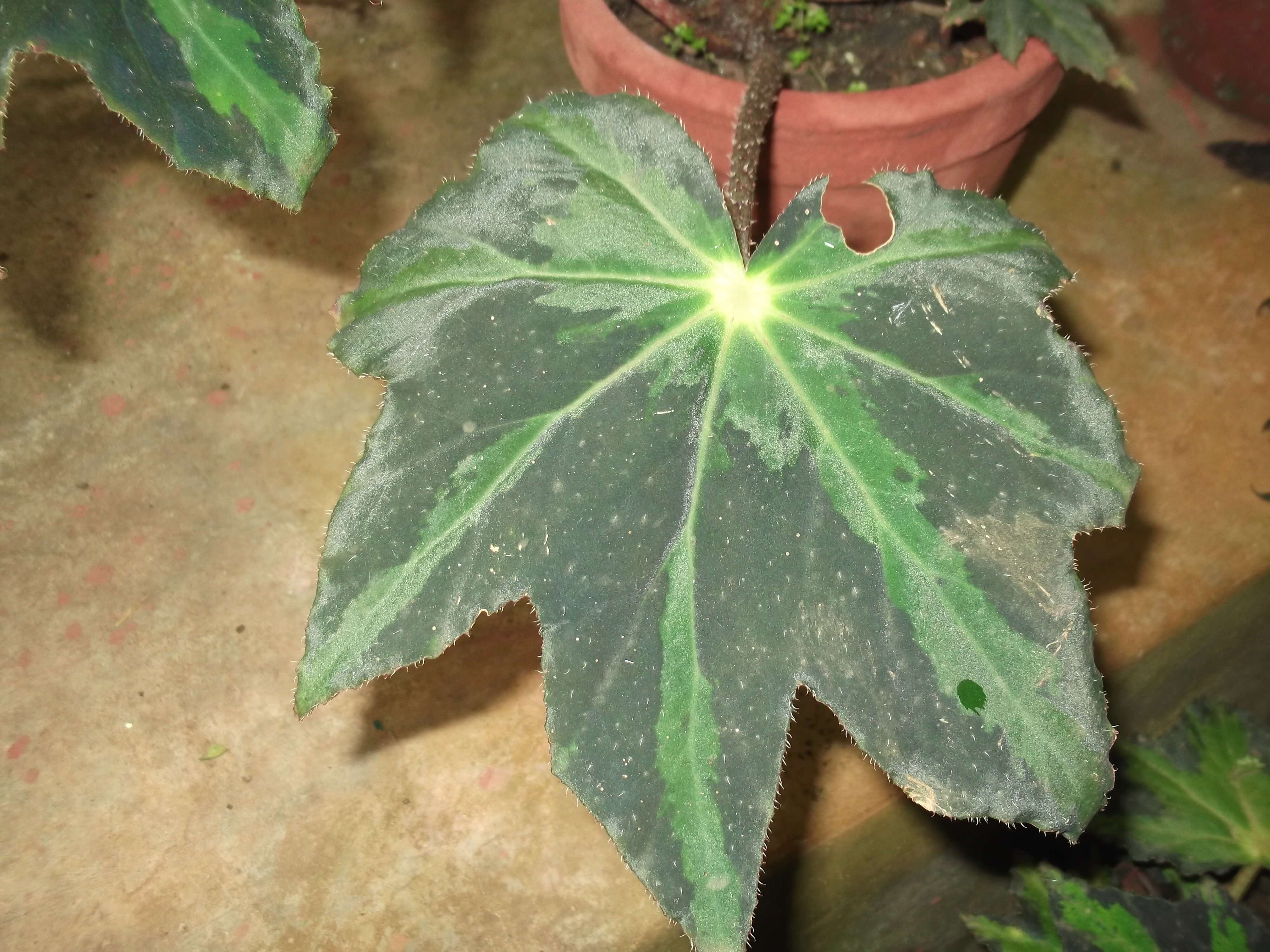 Image of starleaf begonia