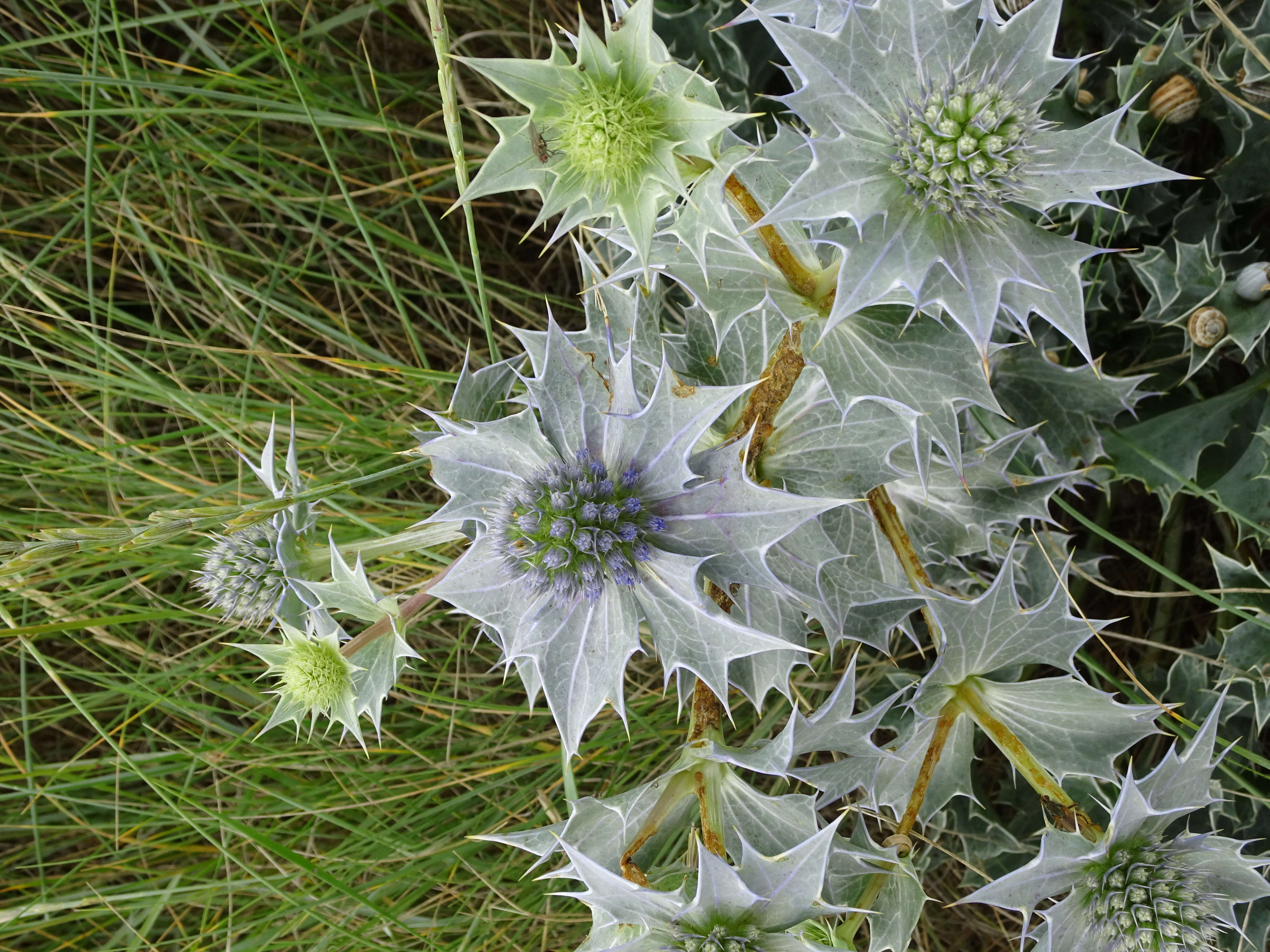 Eryngium maritimum L. resmi