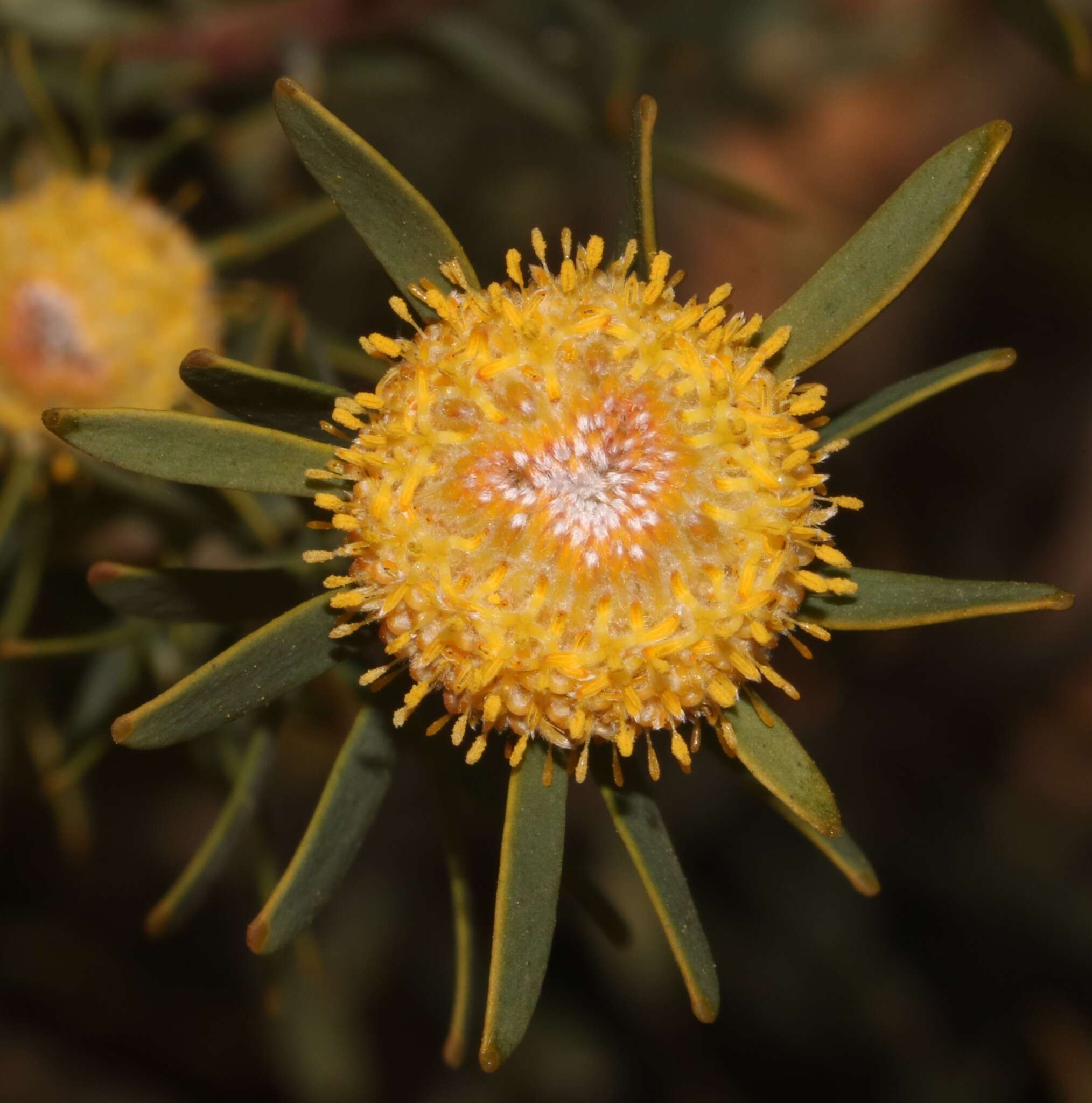 Image of grey conebush