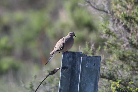 Image of American Mourning Dove