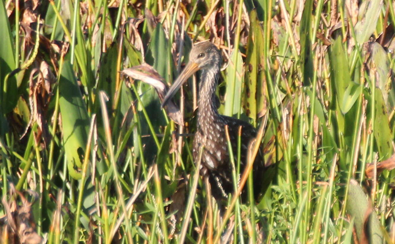 Image of limpkins