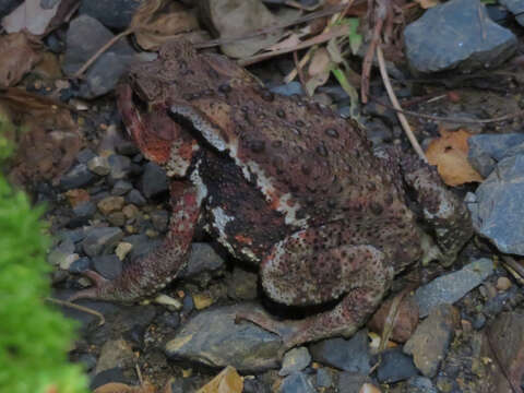 Sivun Bufo japonicus Temminck & Schlegel 1838 kuva