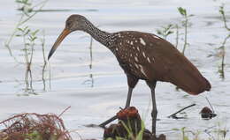 Image of limpkins