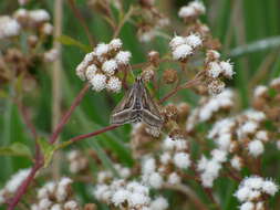 صورة Ageratina riparia (Regel) R. King & H. Rob.