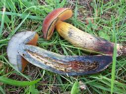 Image of Deceiving Bolete