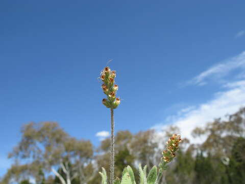 Image of Plantago hispida R. Br.