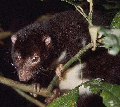 Image of Herbert River Ringtail Possum