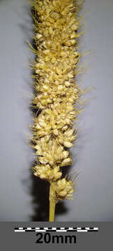 Image of Foxtail millet