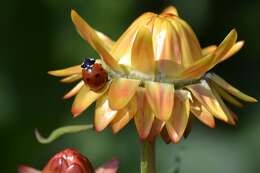 Image of bracted strawflower