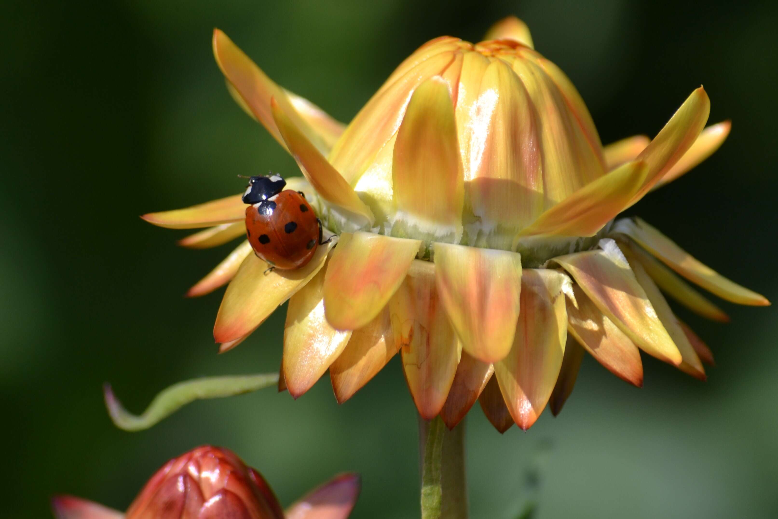 Image of bracted strawflower