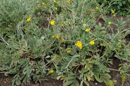 Image of woolly cinquefoil