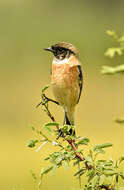 Image of Common Stonechat