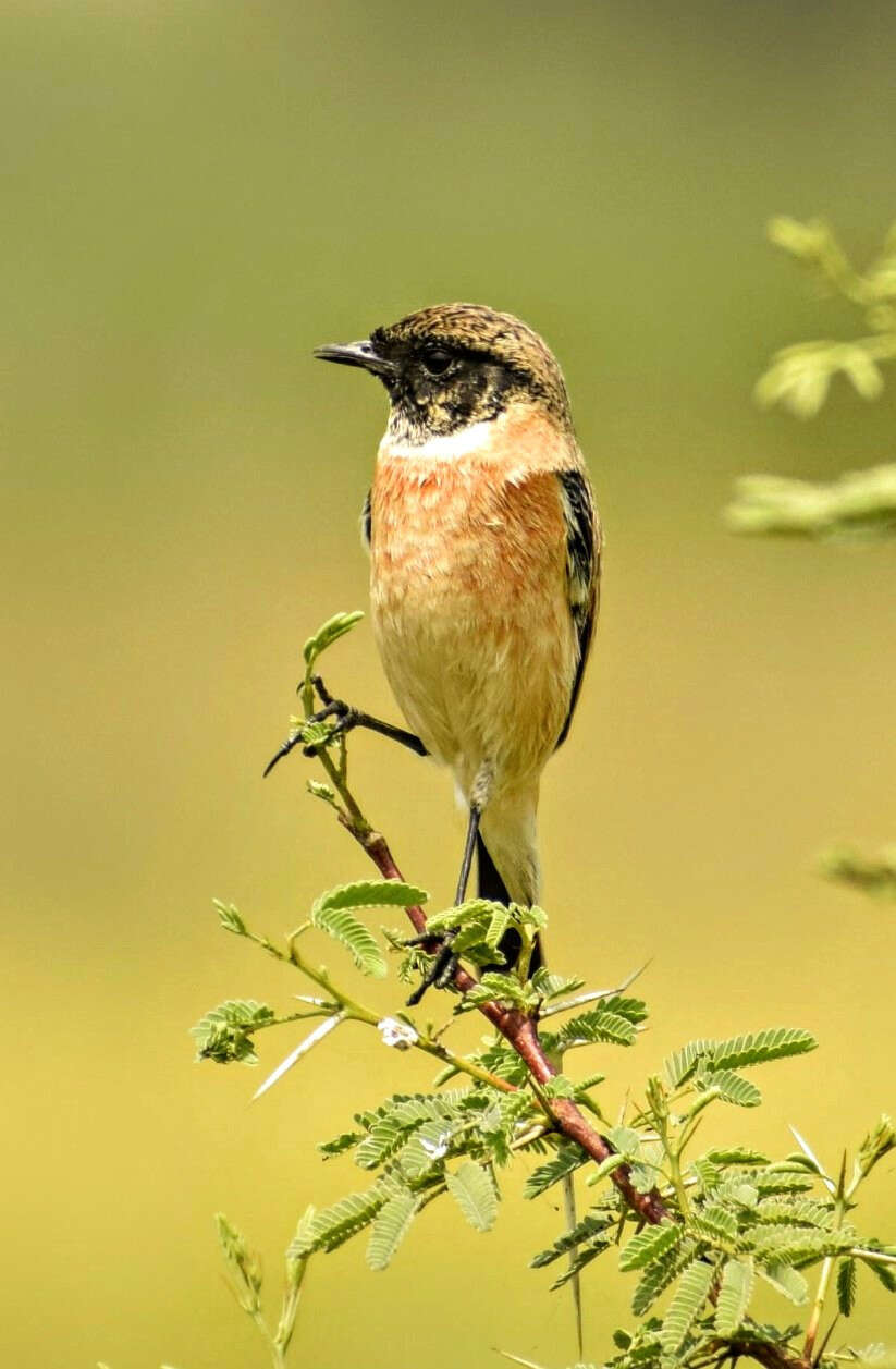 Image of Common Stonechat