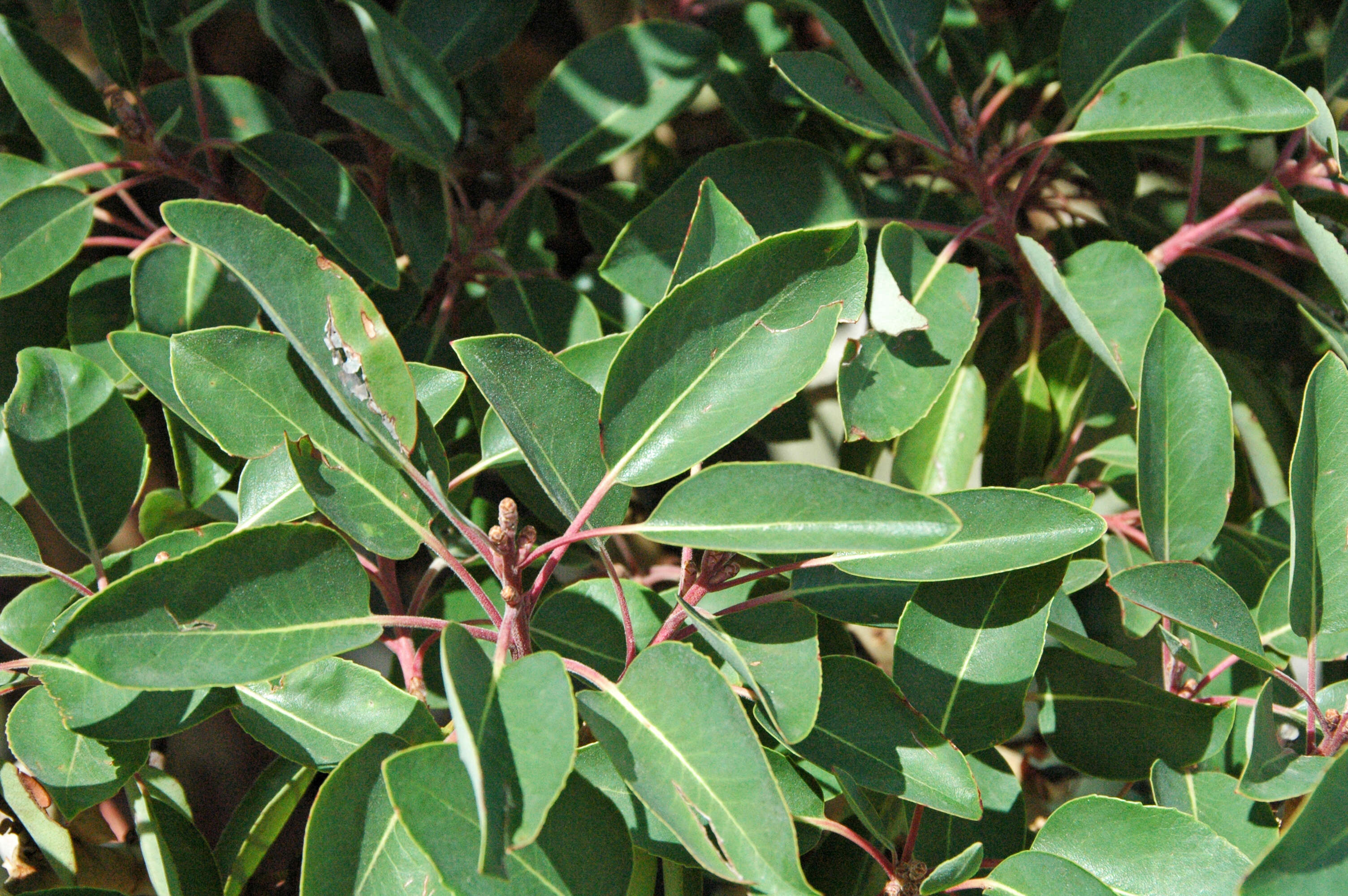 Arbutus xalapensis Kunth resmi