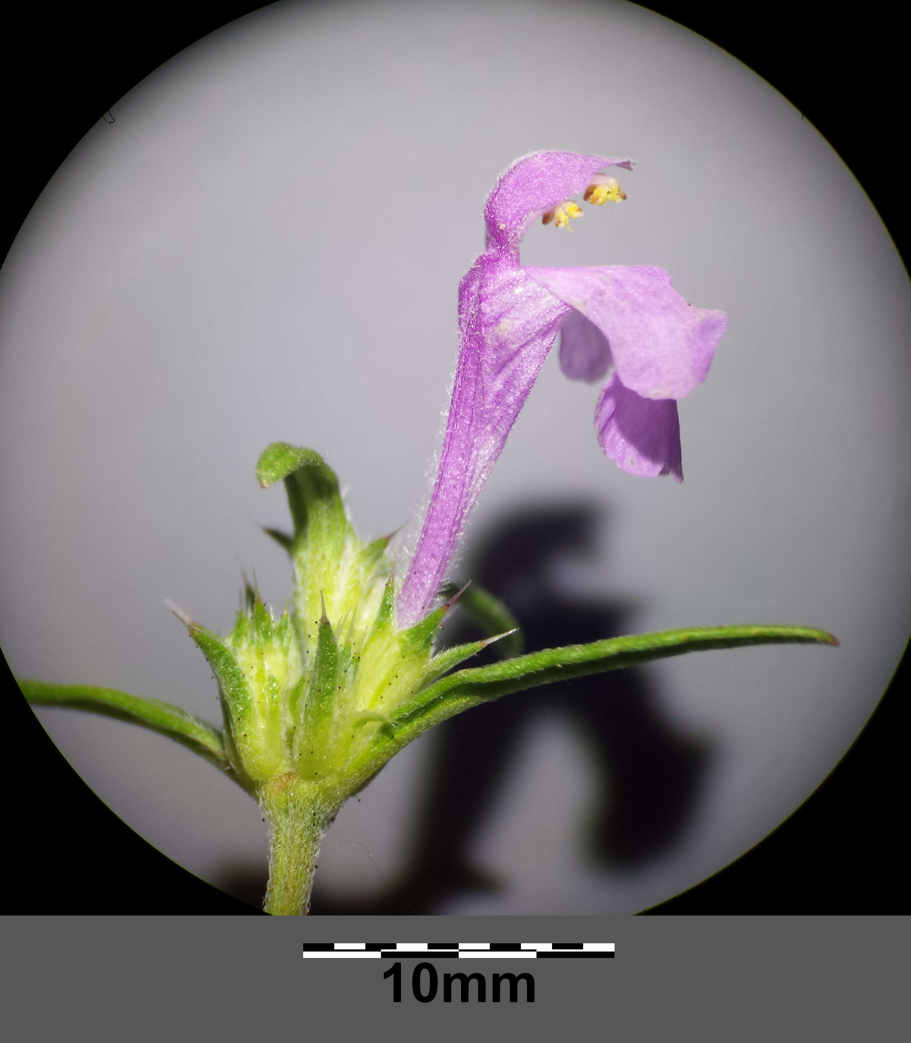 Image of Red hemp-nettle