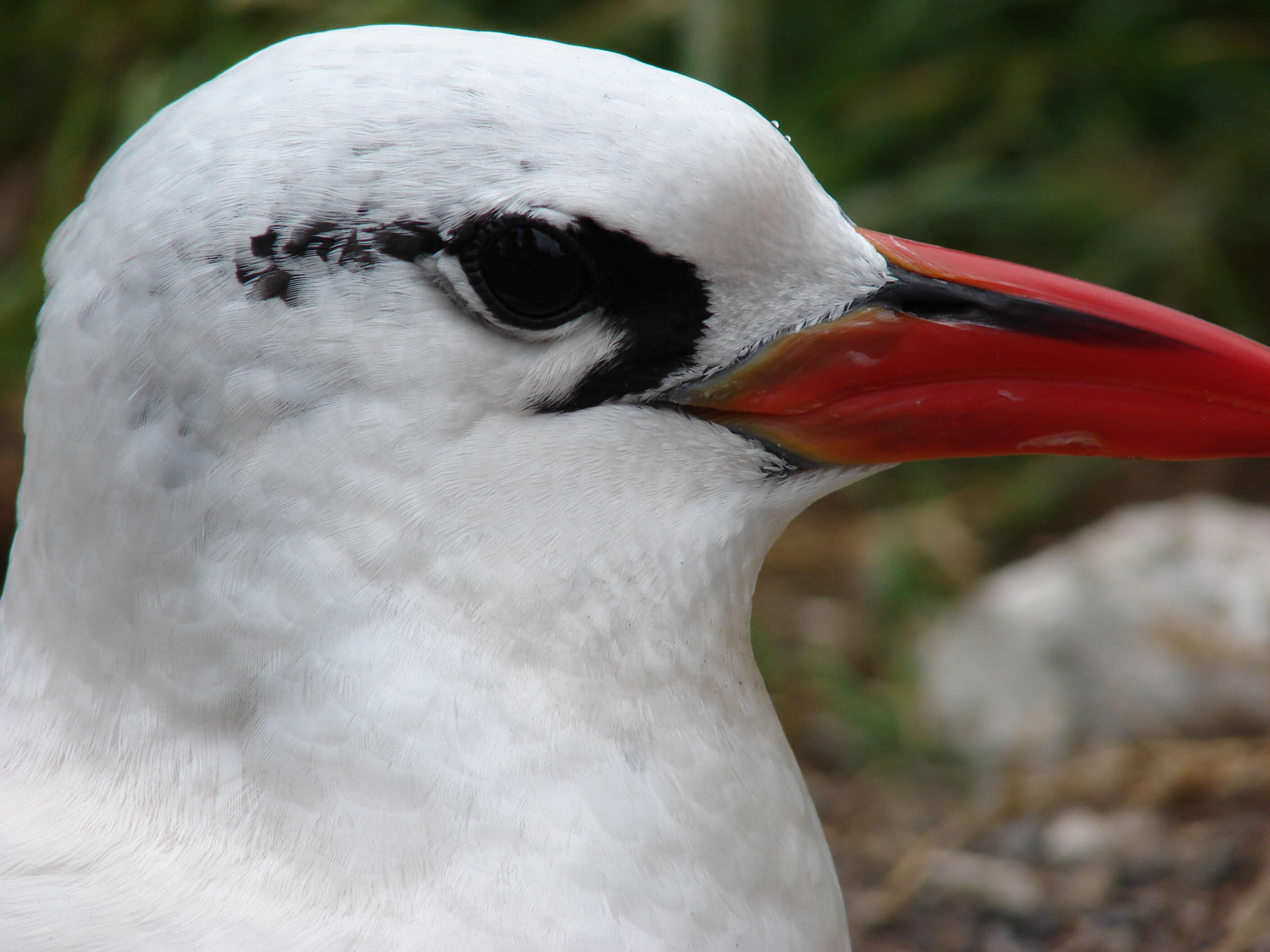 Image of Red-tailed Tropicbird
