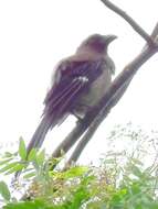 Image of Grey Treepie