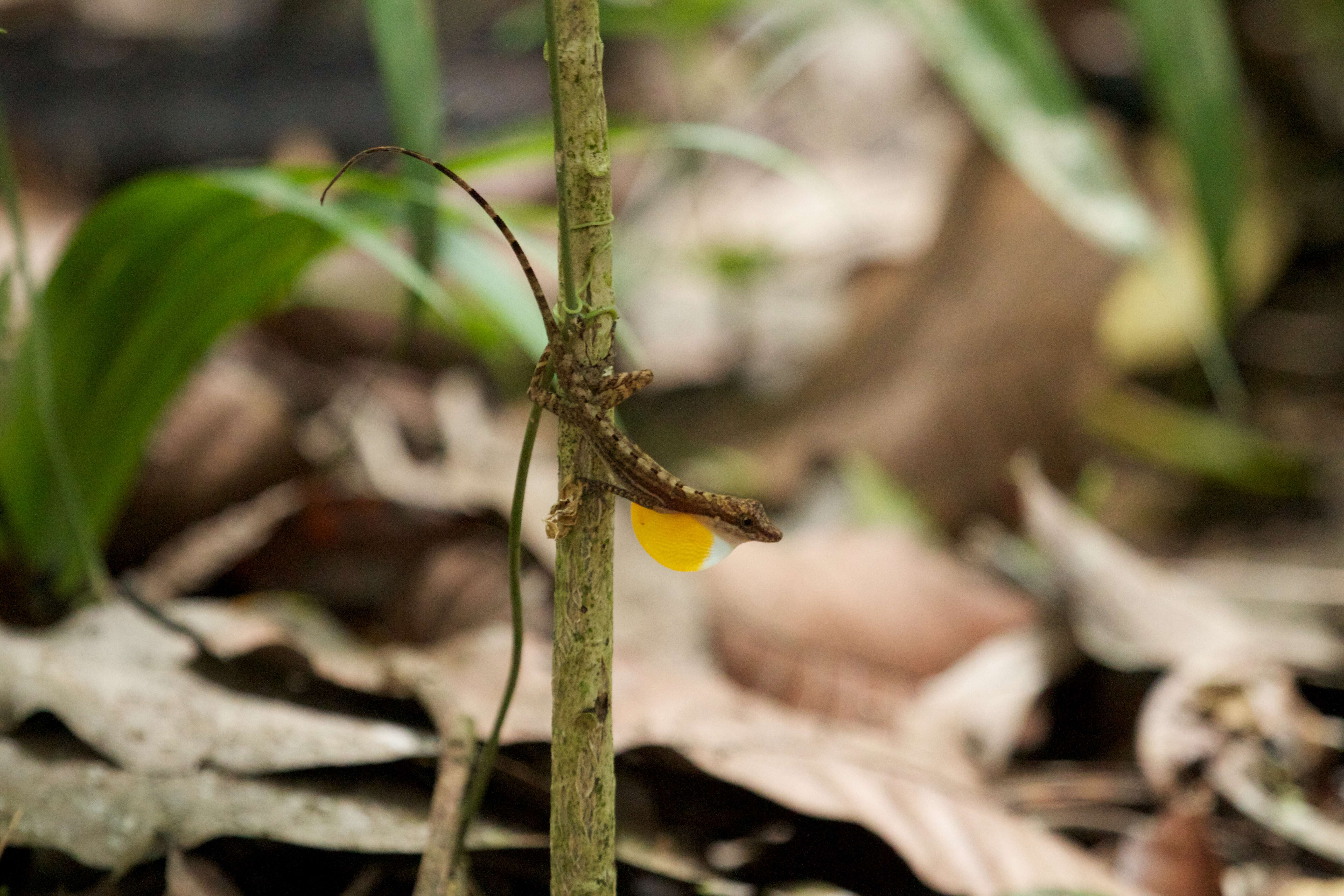 Image of Anolis apletophallus Köhler & Sunyer 2008