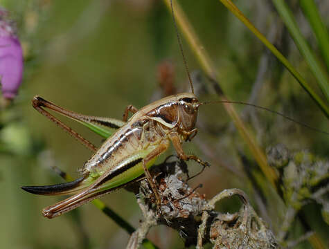 Image of bog bush-cricket