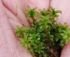 Image of great hairy screw-moss