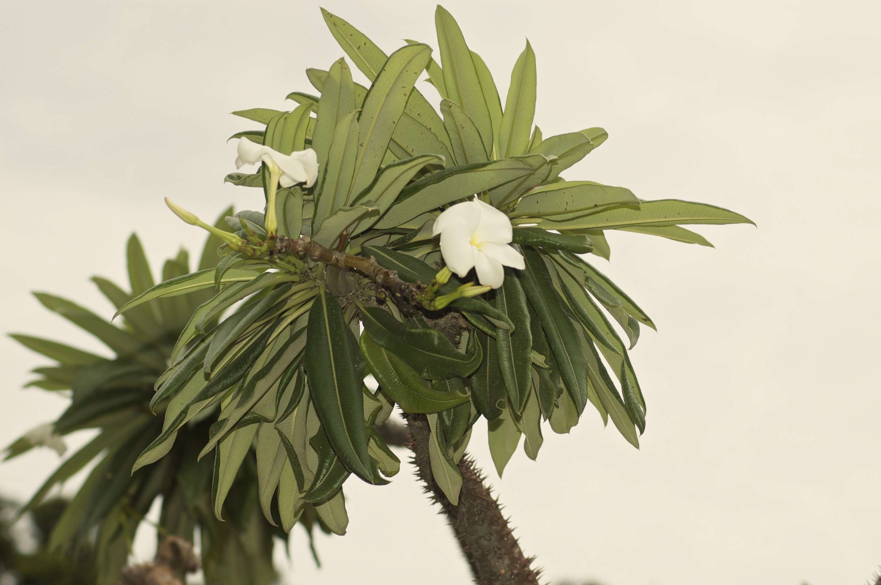 Image of Pachypodium lamerei Drake